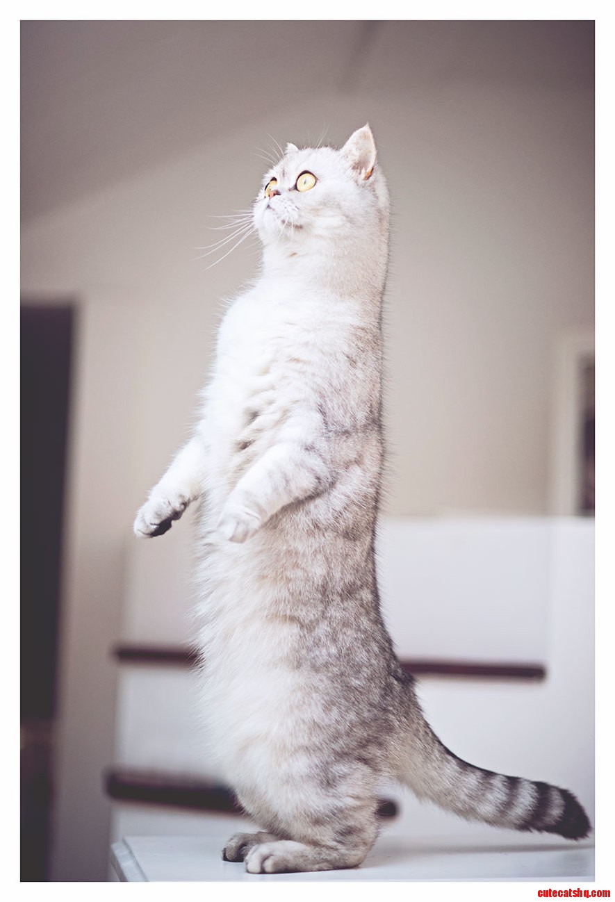 Coco Standing