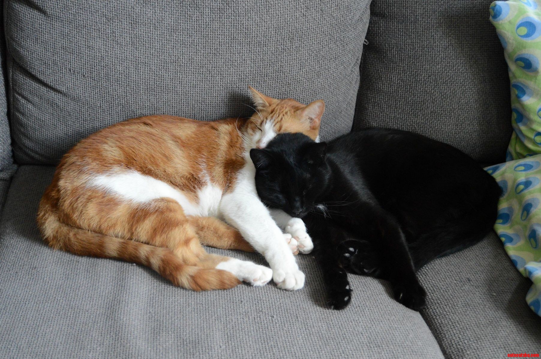 Cuddling Together