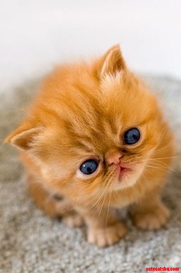 Cute Kitten