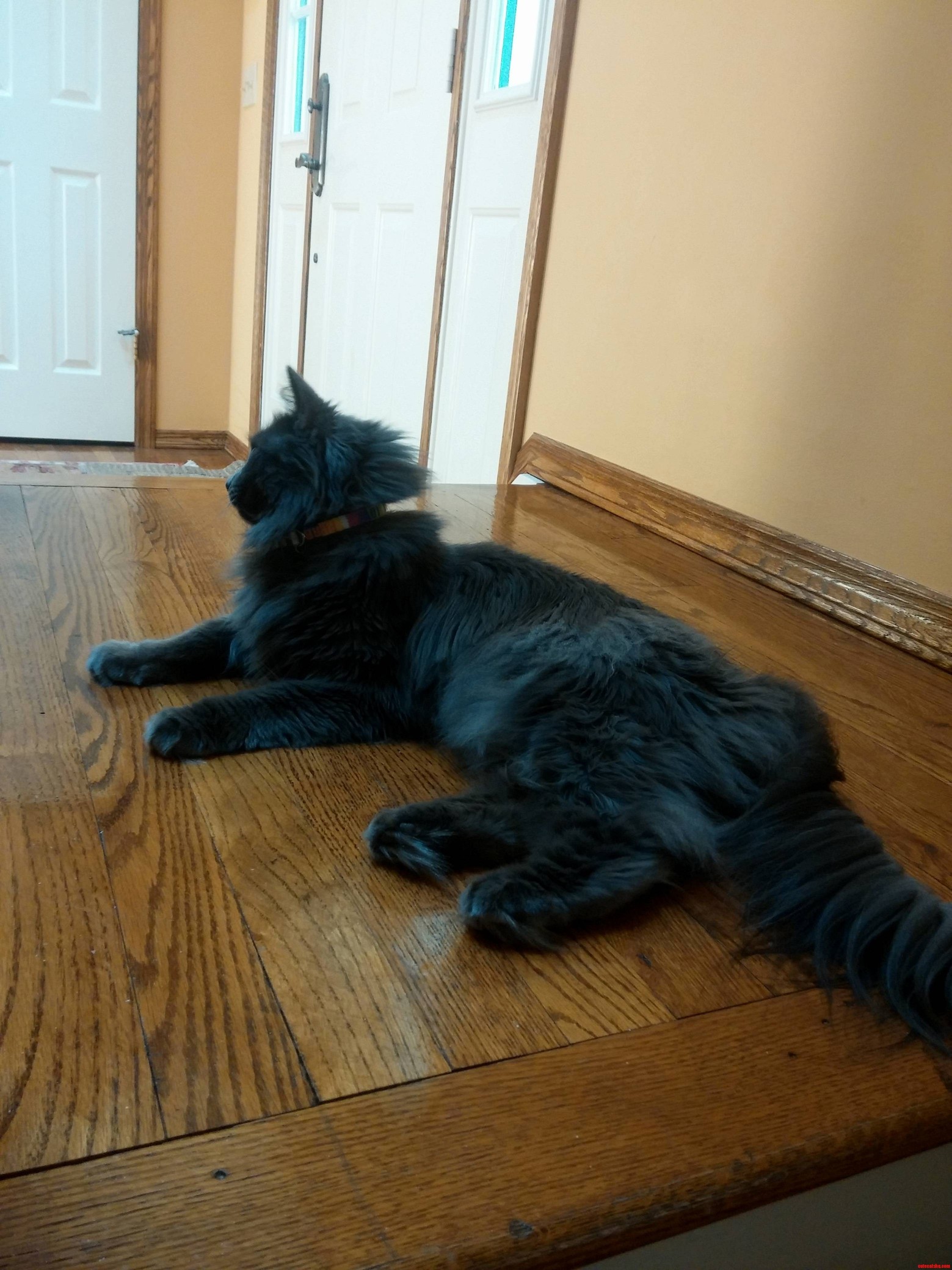 Dat Mane Floof