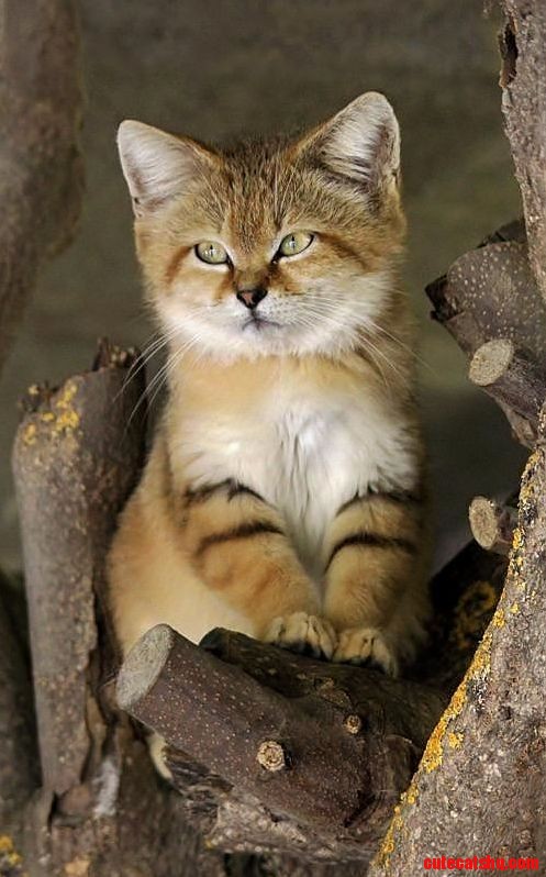 Desert Kitten...