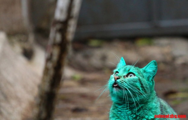 Do I Belong Here Even Though I Am Green