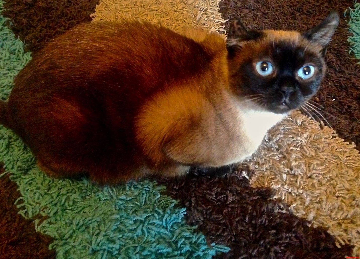 Ever Wish Your Cat Had a Green Rump I Do.