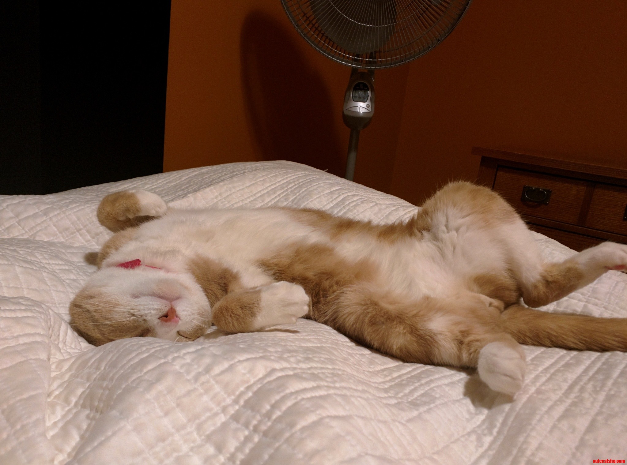 Finally Caught Alfie Sleeping on Top of the Bed Instead of Under It.