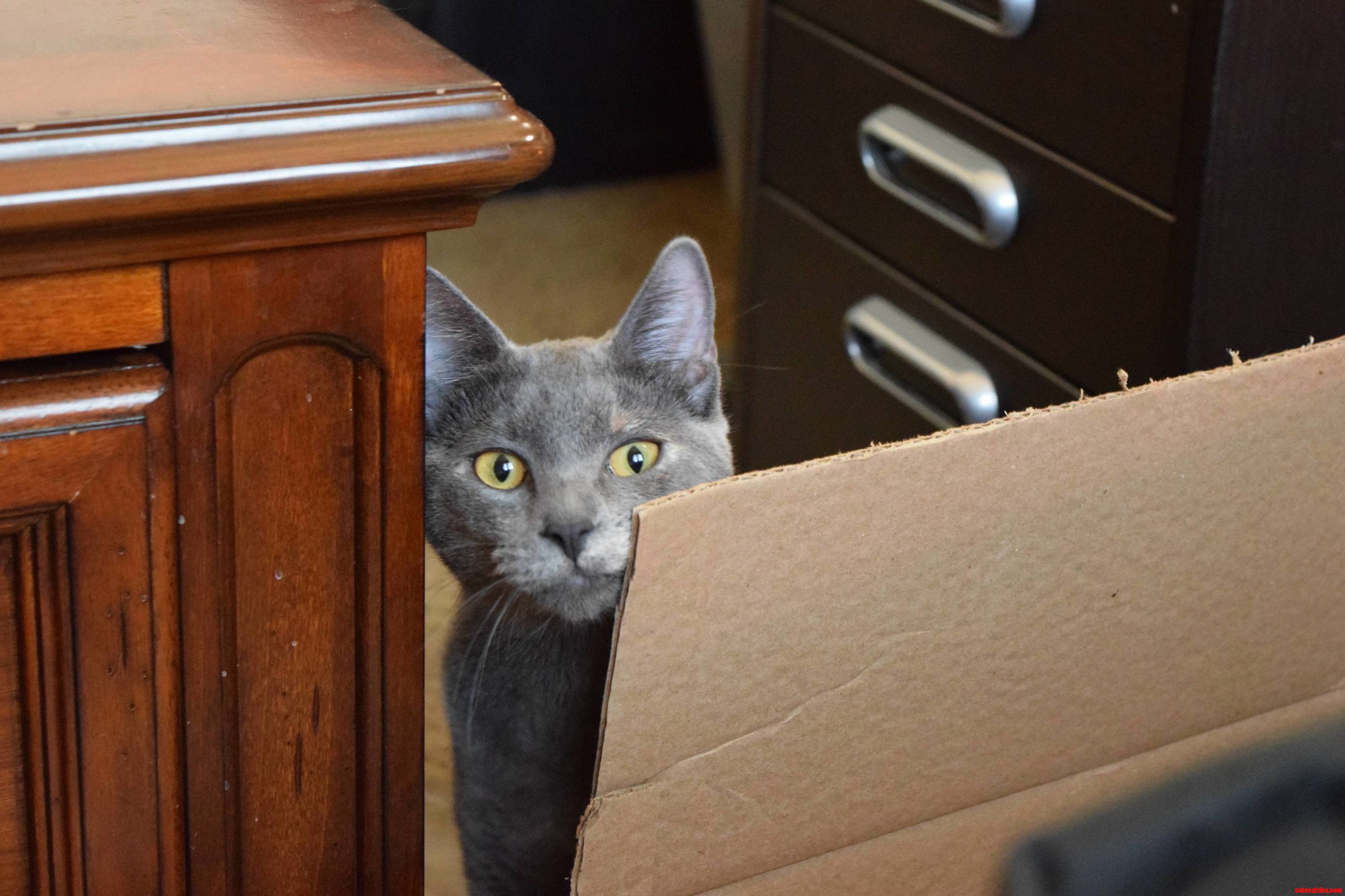 Finally Got a Good Camera to Take Pics of My Cats with This Is Apricot.