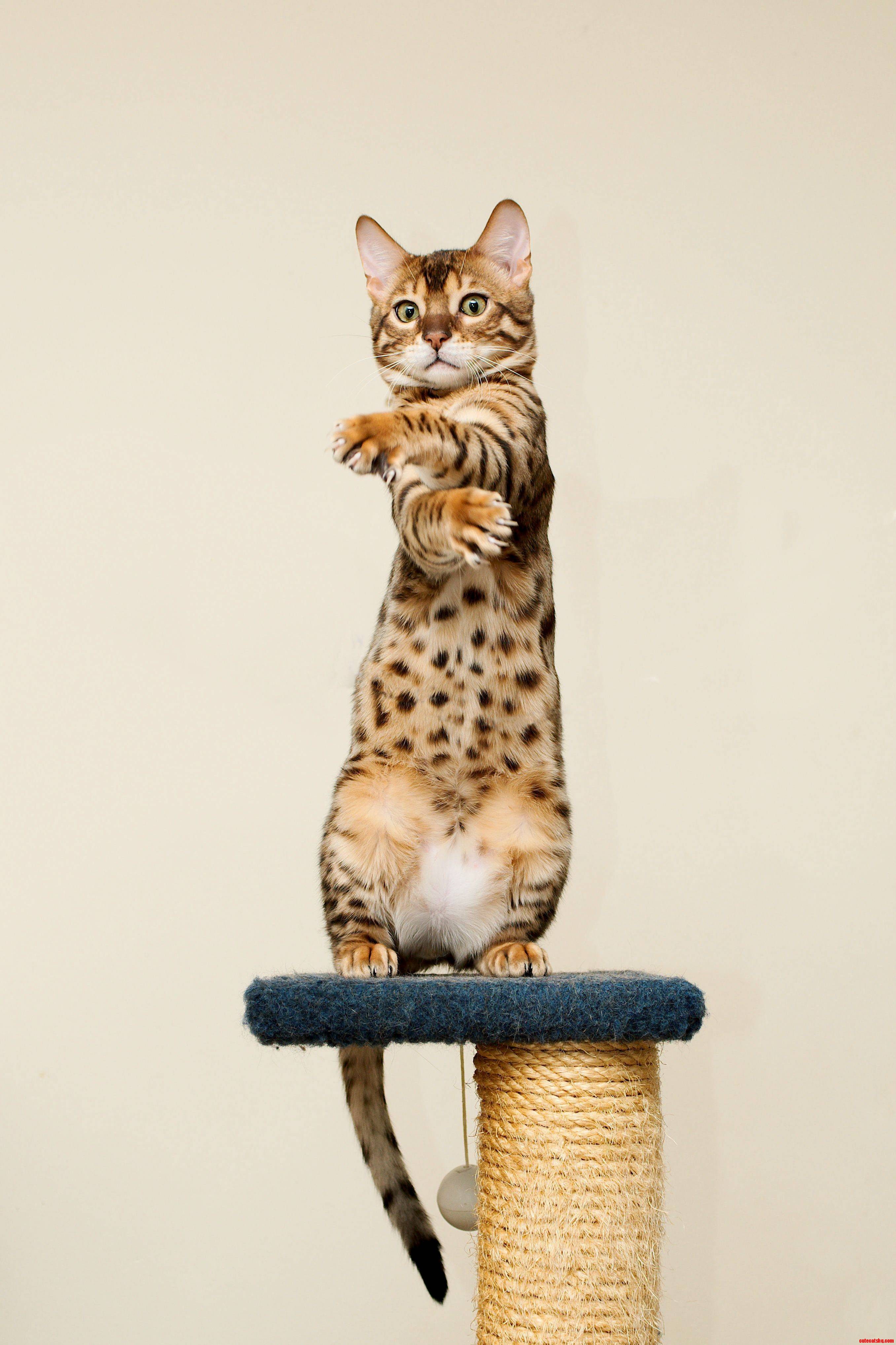 Gangster Pose