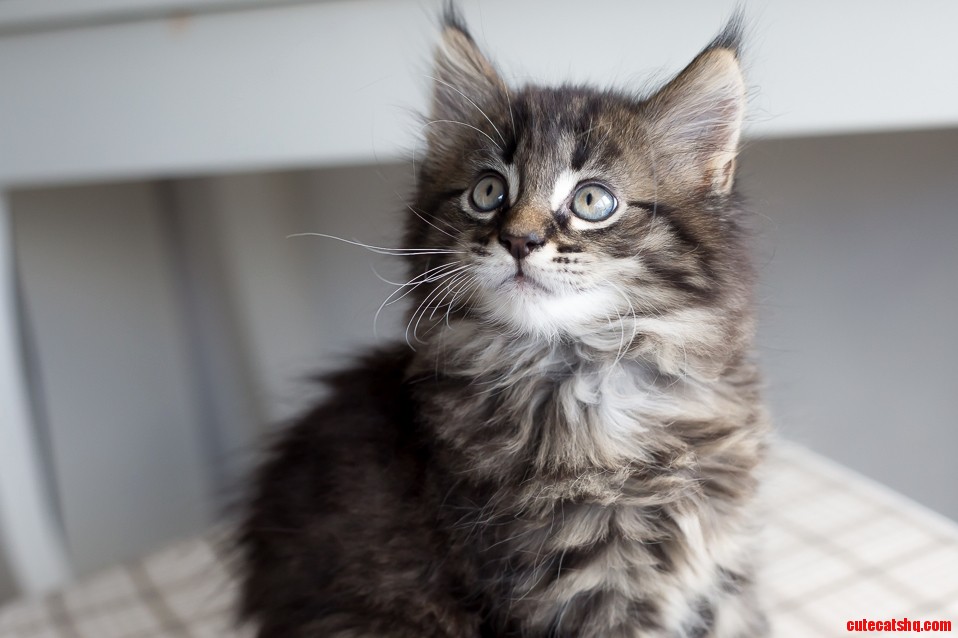Gatsby Looking Handsome