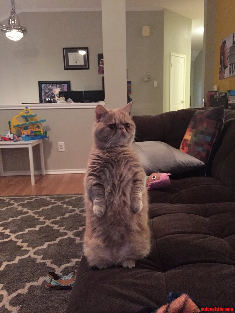George Is a Cat That Prefers to Stand on 2 Legs...