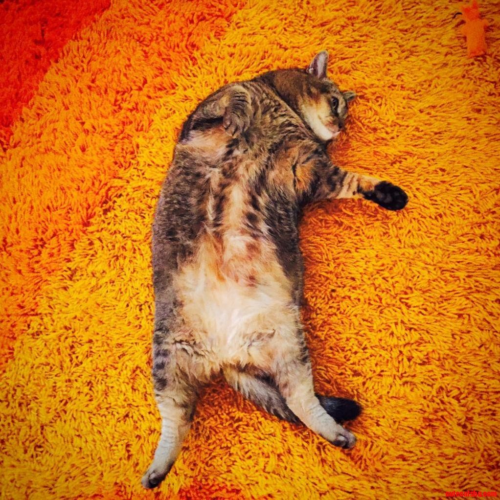 Giving the New Carpet a Whirl