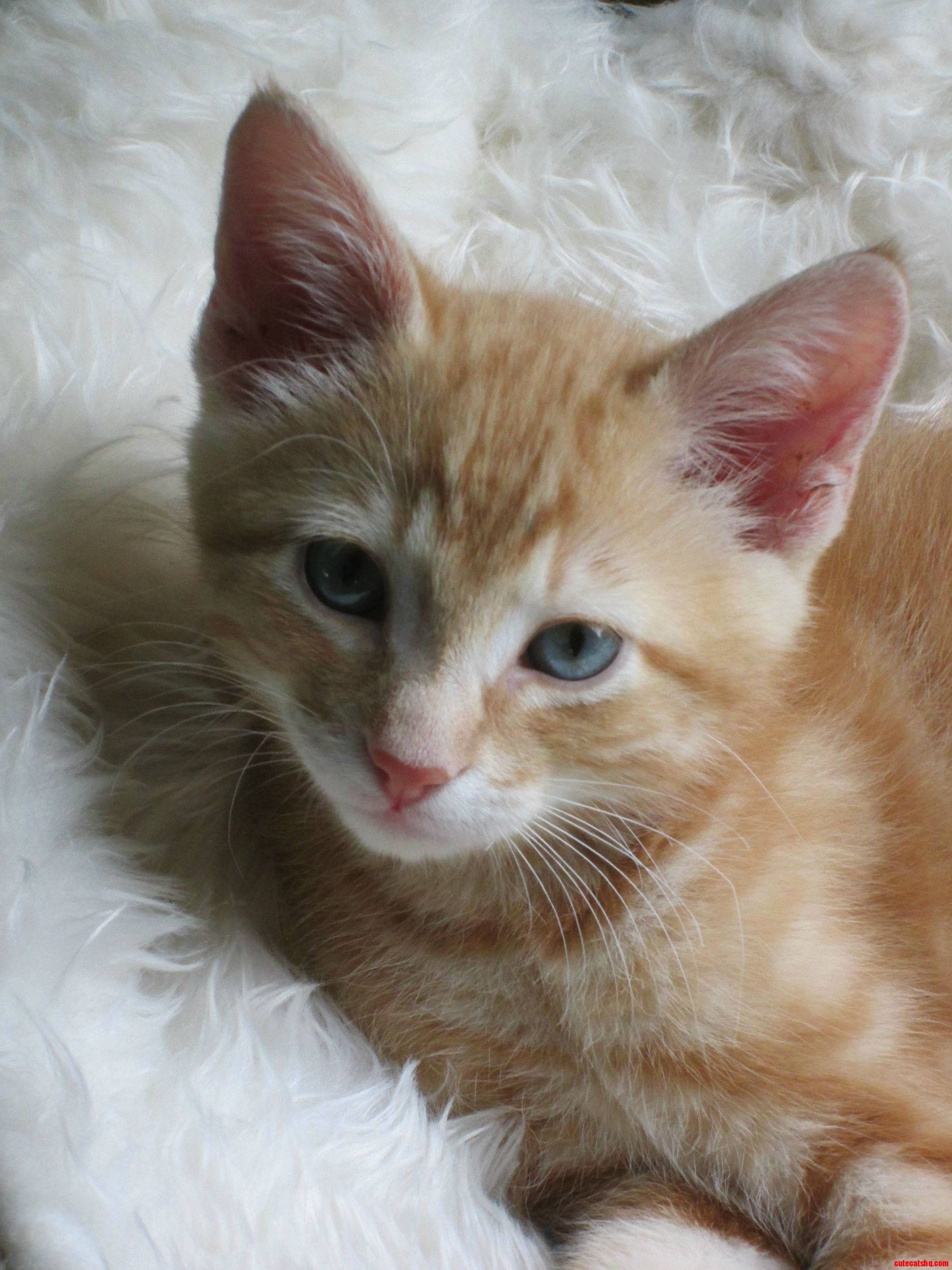 Glamour Shot
