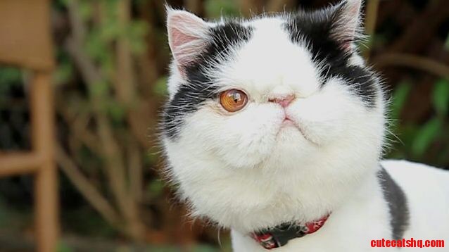 Grape the Rescue Cat