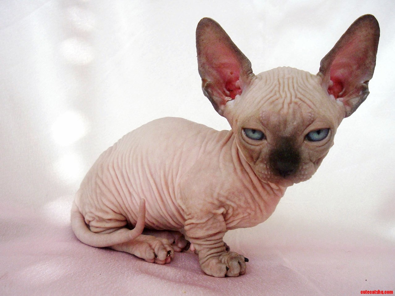 Hairless Munchkin Cat