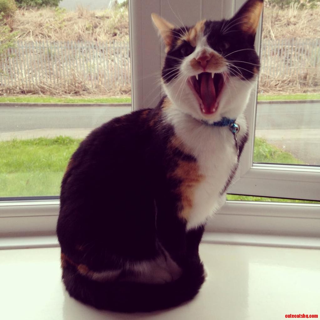 Harley Isnt Allowed Out Because of Weed Killer on the Lawn Shes Not Happy