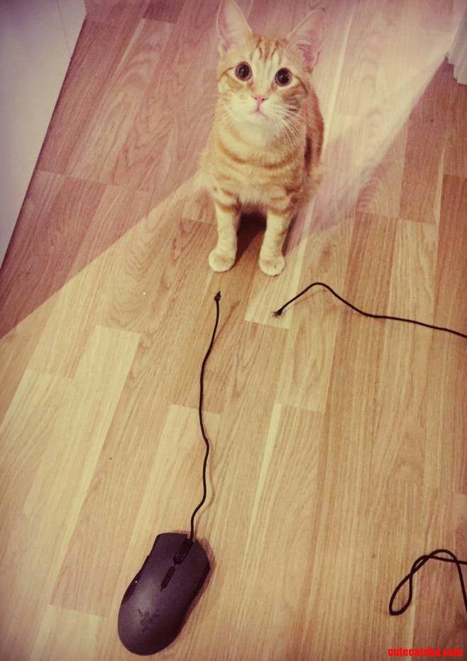 He Caught a Mouse Alright