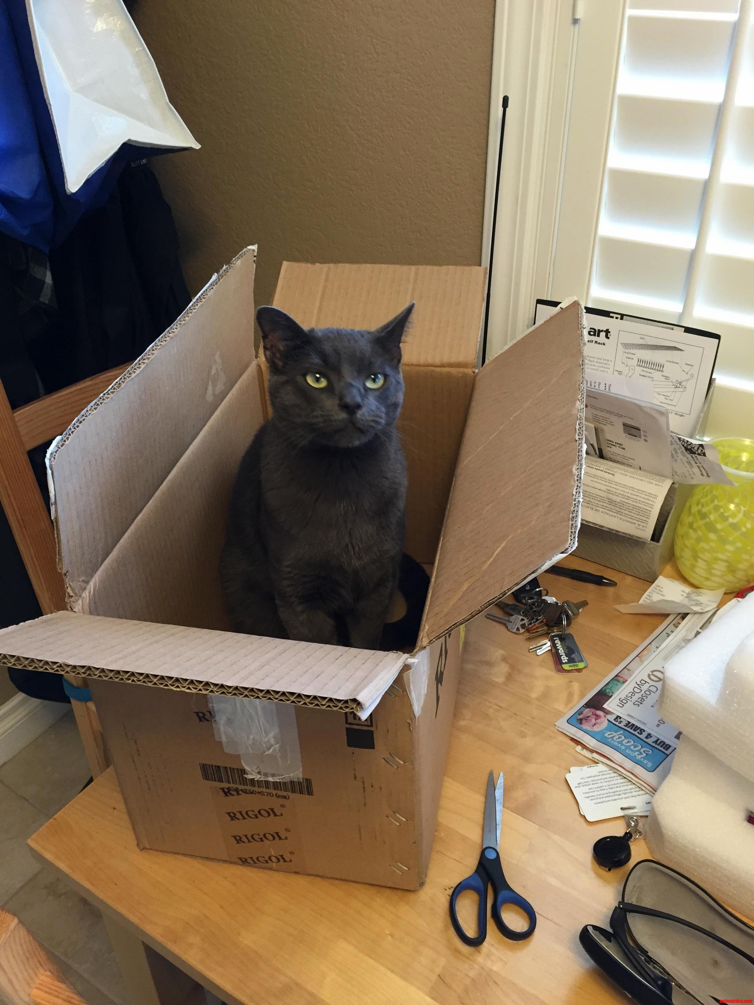 He Didnt Even Wait for Me to Put the Box on the Floor First.