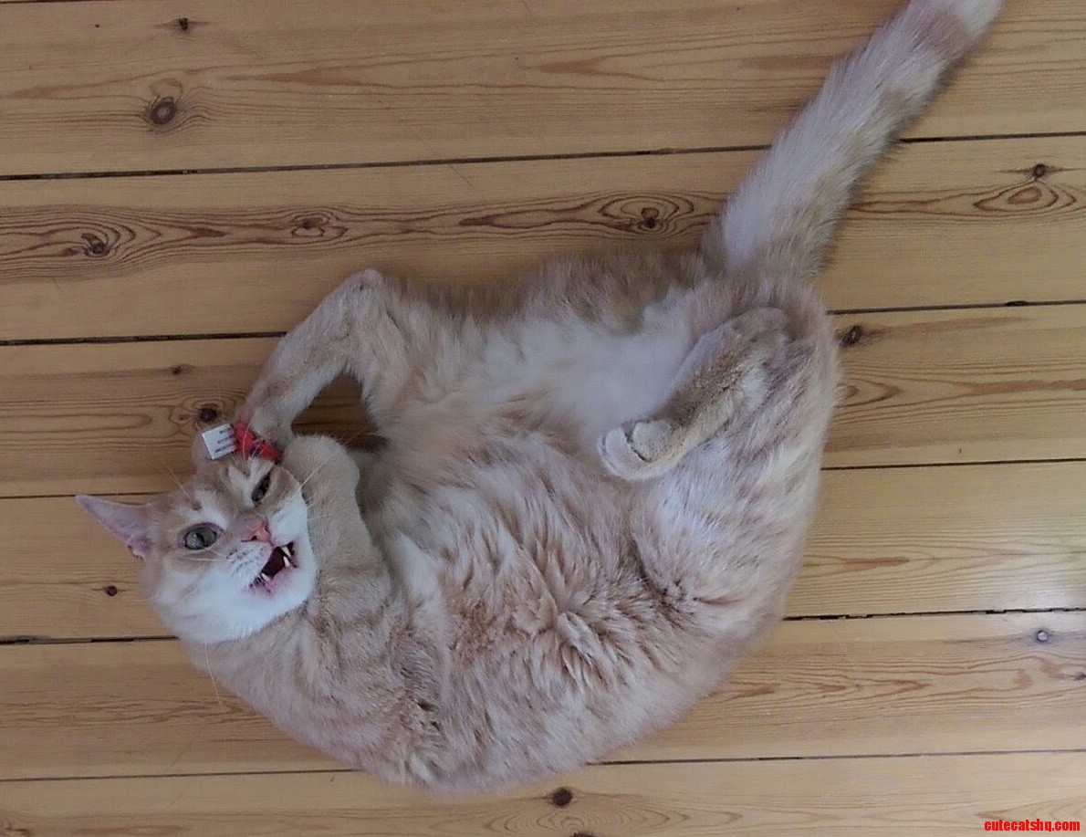 He Enjoys Catnip.