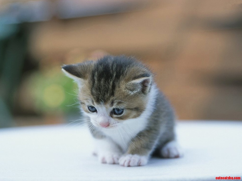 Heres a Cute Kitty