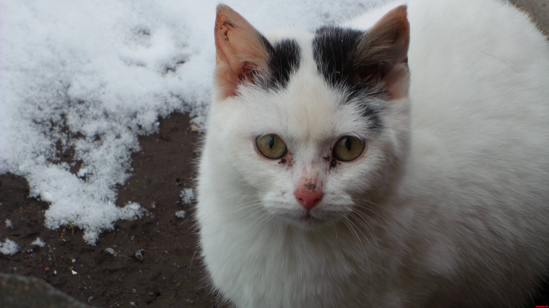 Hes a Feral Inbred Runt with Sad Eyes but Hes a Good Lad.