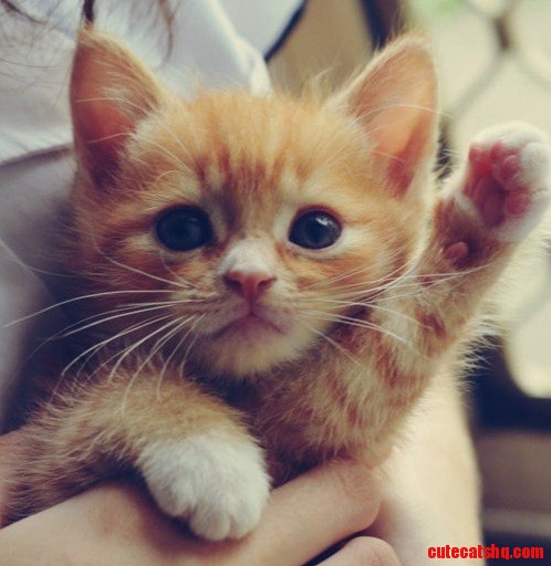 High Five