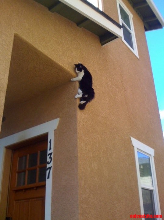 How Did She Get Up There