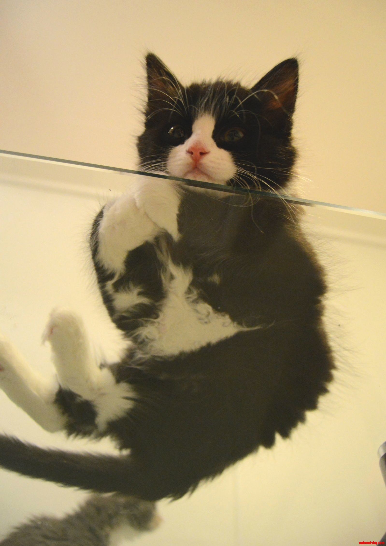 Human Why Are You Down There