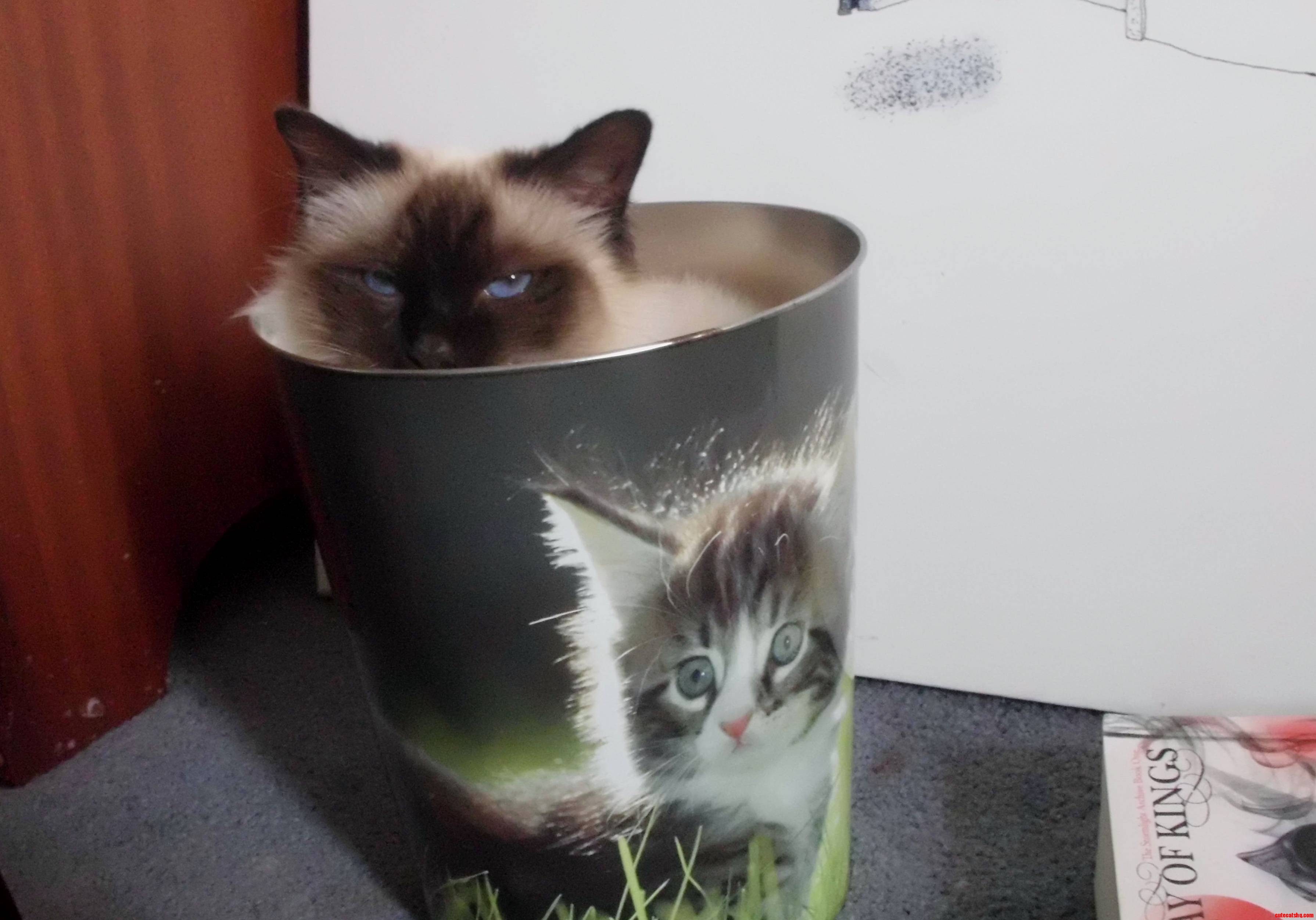 I Bought Myself a Cat Bin and Knew This Needed to Be Done