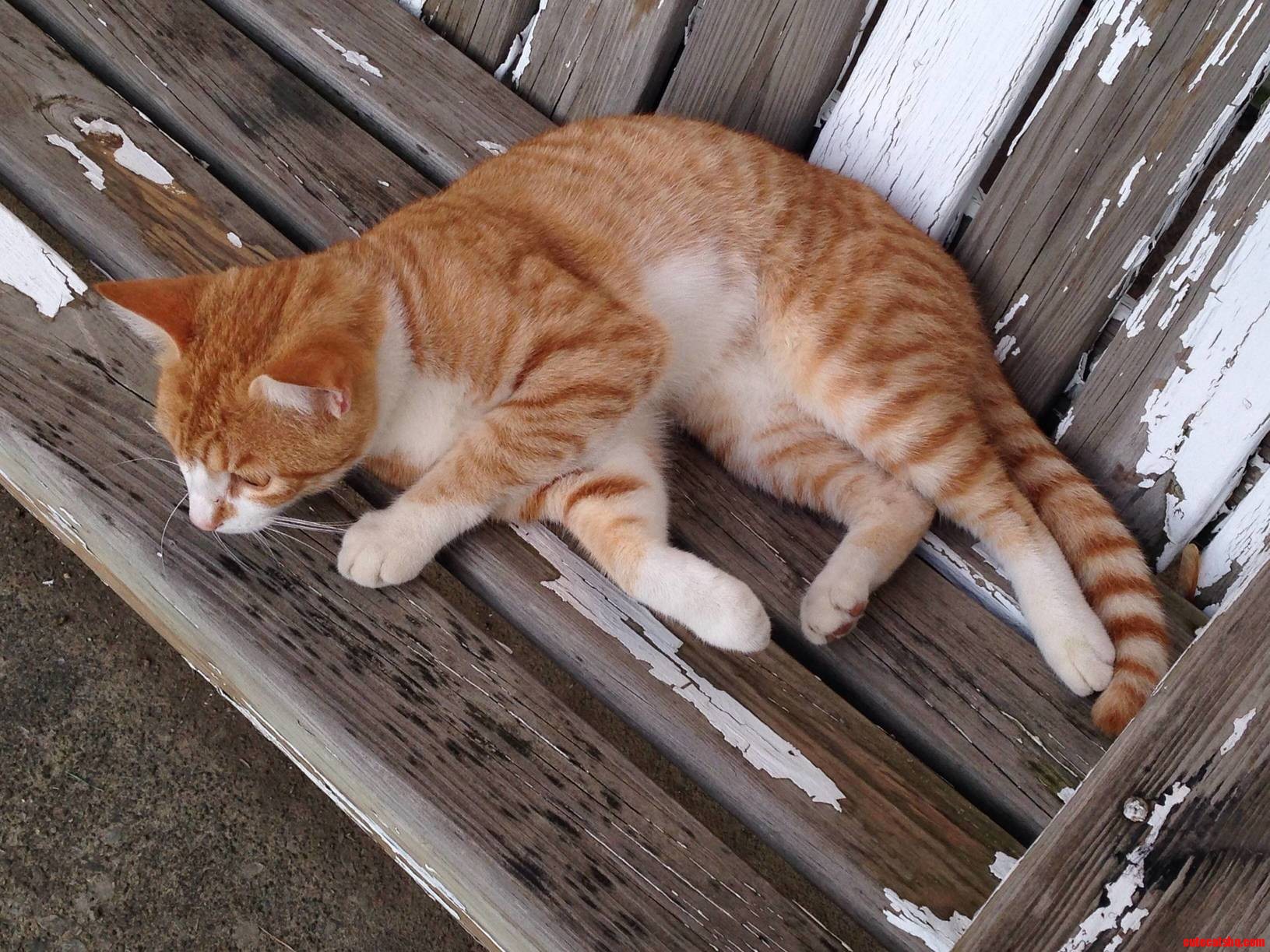I Can Always Tell When This Friendly Stray Is in My Backyard Because He Has Two Robins That Follow Him Around and Chirp Stranger Danger to Other Birds