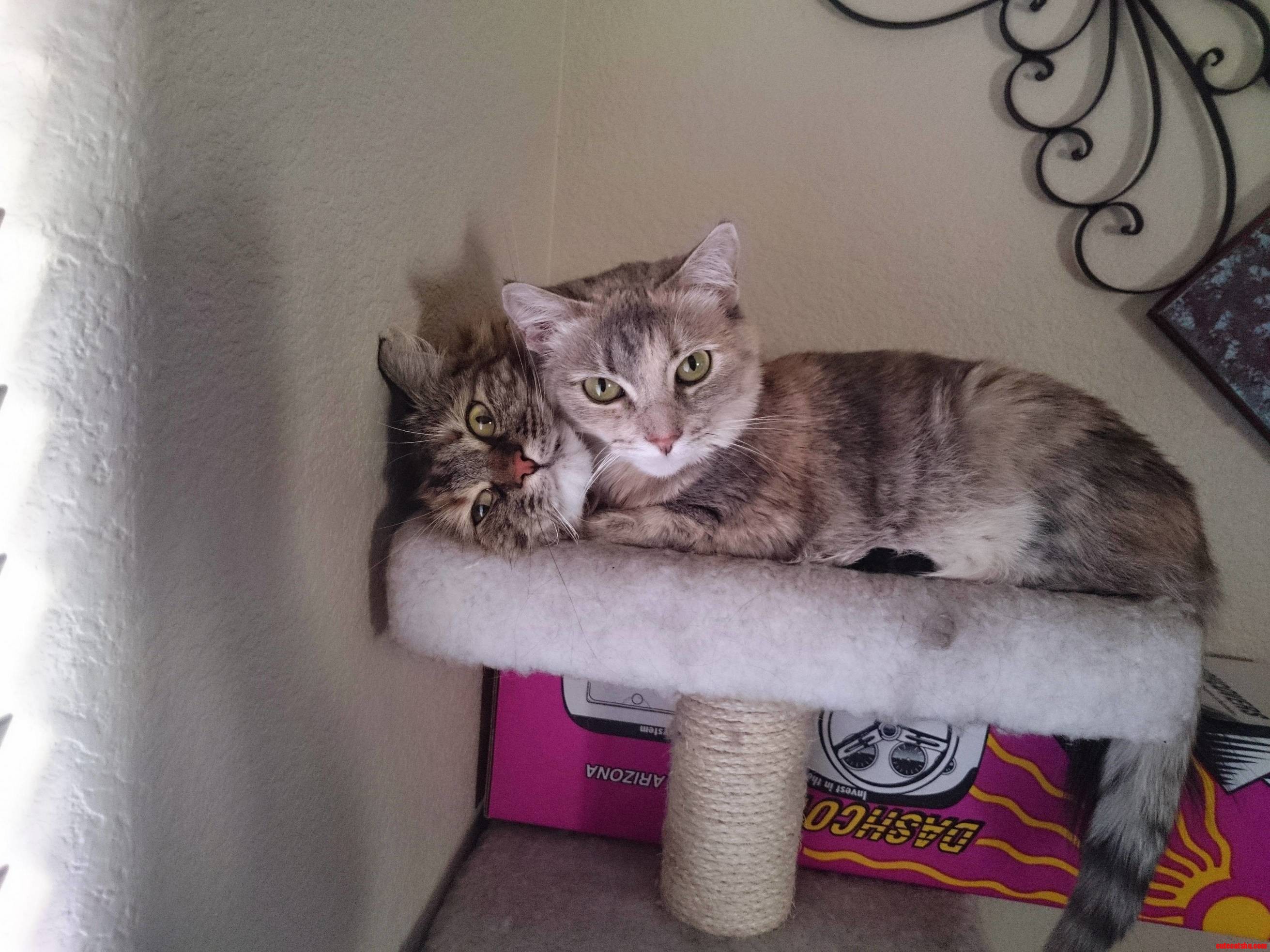 I Caught My Cats Cuddling