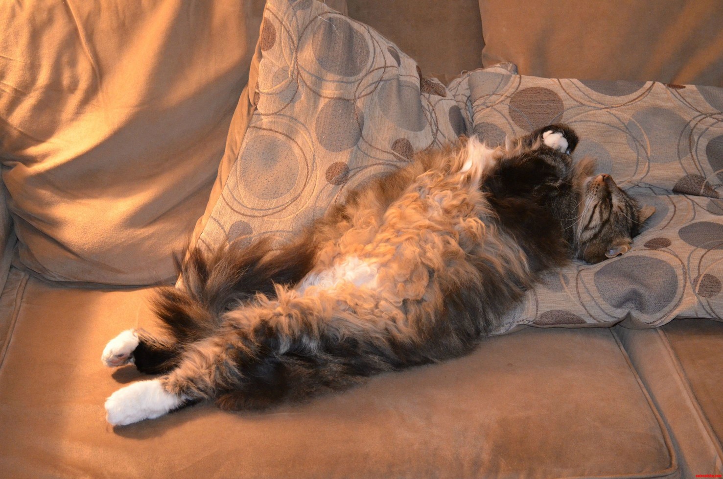 I Got a Big Fat Fluffy Maine Coon Too He Is My Big Baby