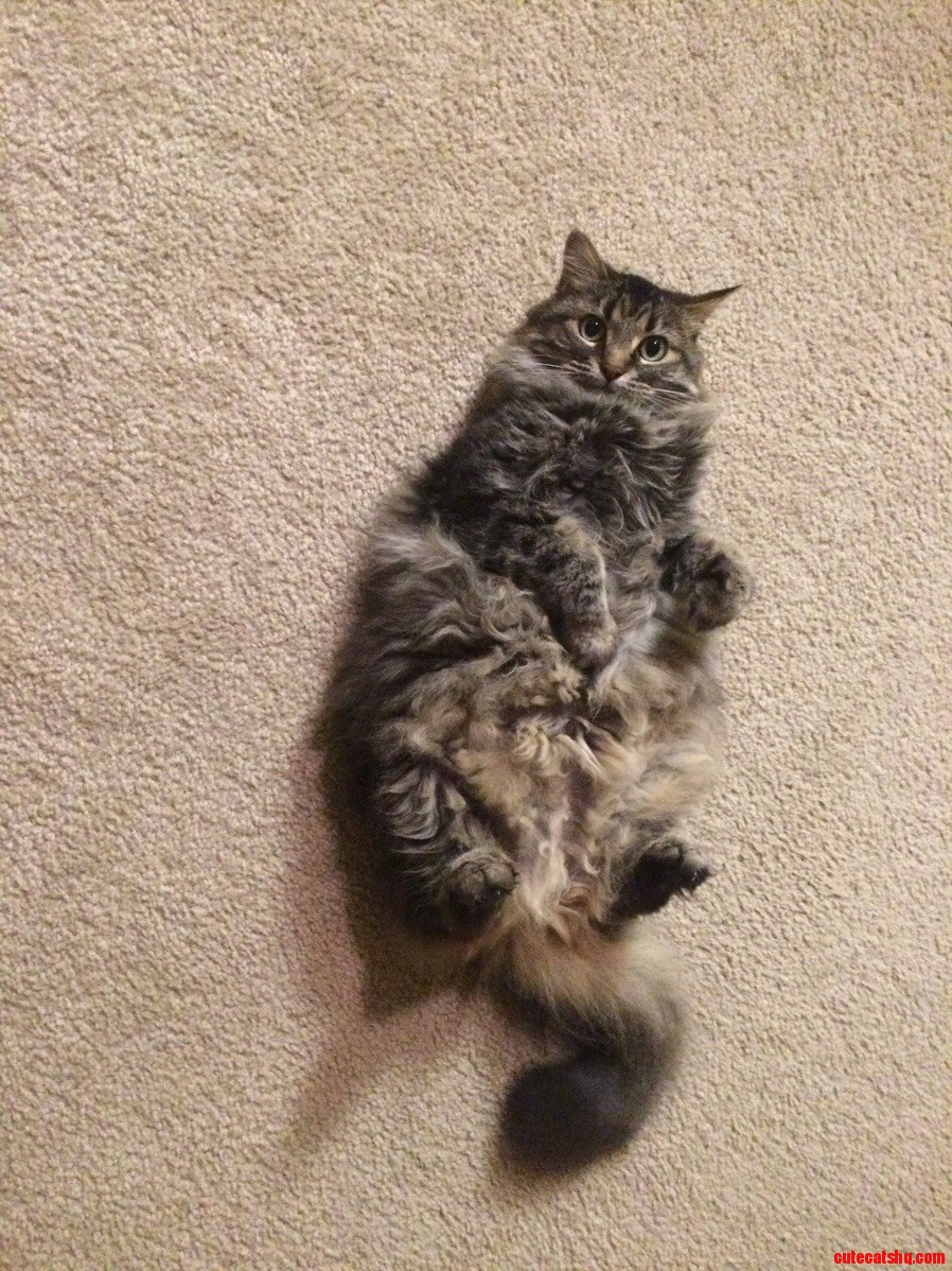 I Just Love Her Raccoon Tail...