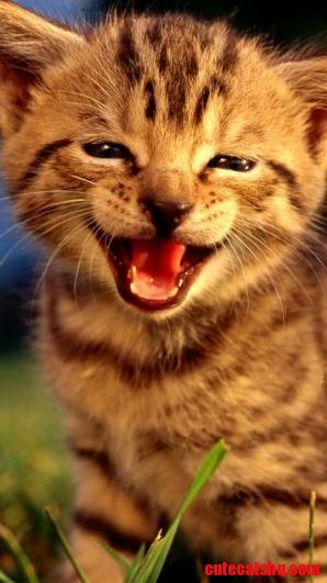 I Ll Be a Wild Lion When Grown Up