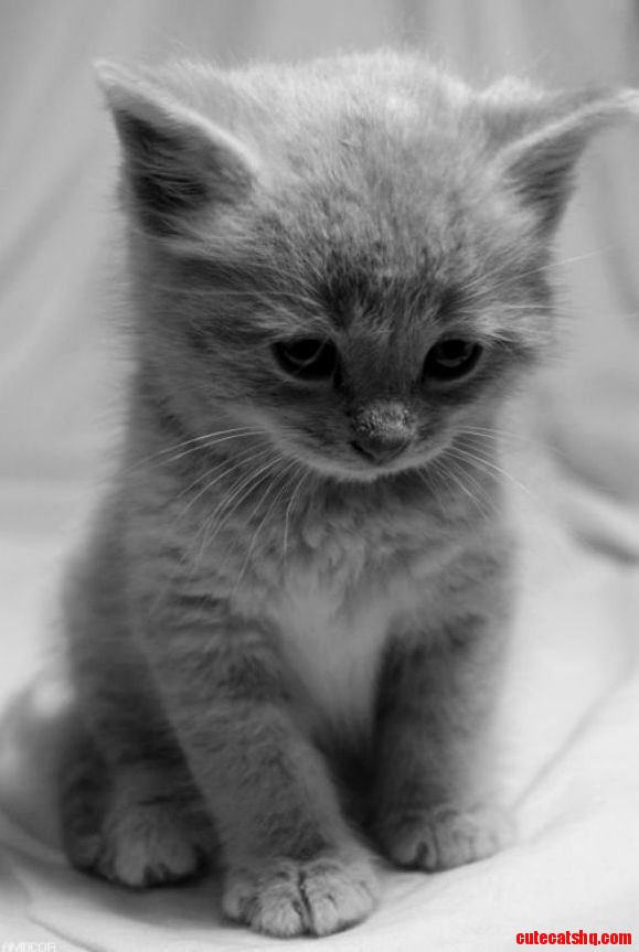 I Ll Wait Until the Mouse Calms Down Shes to Fast for Me