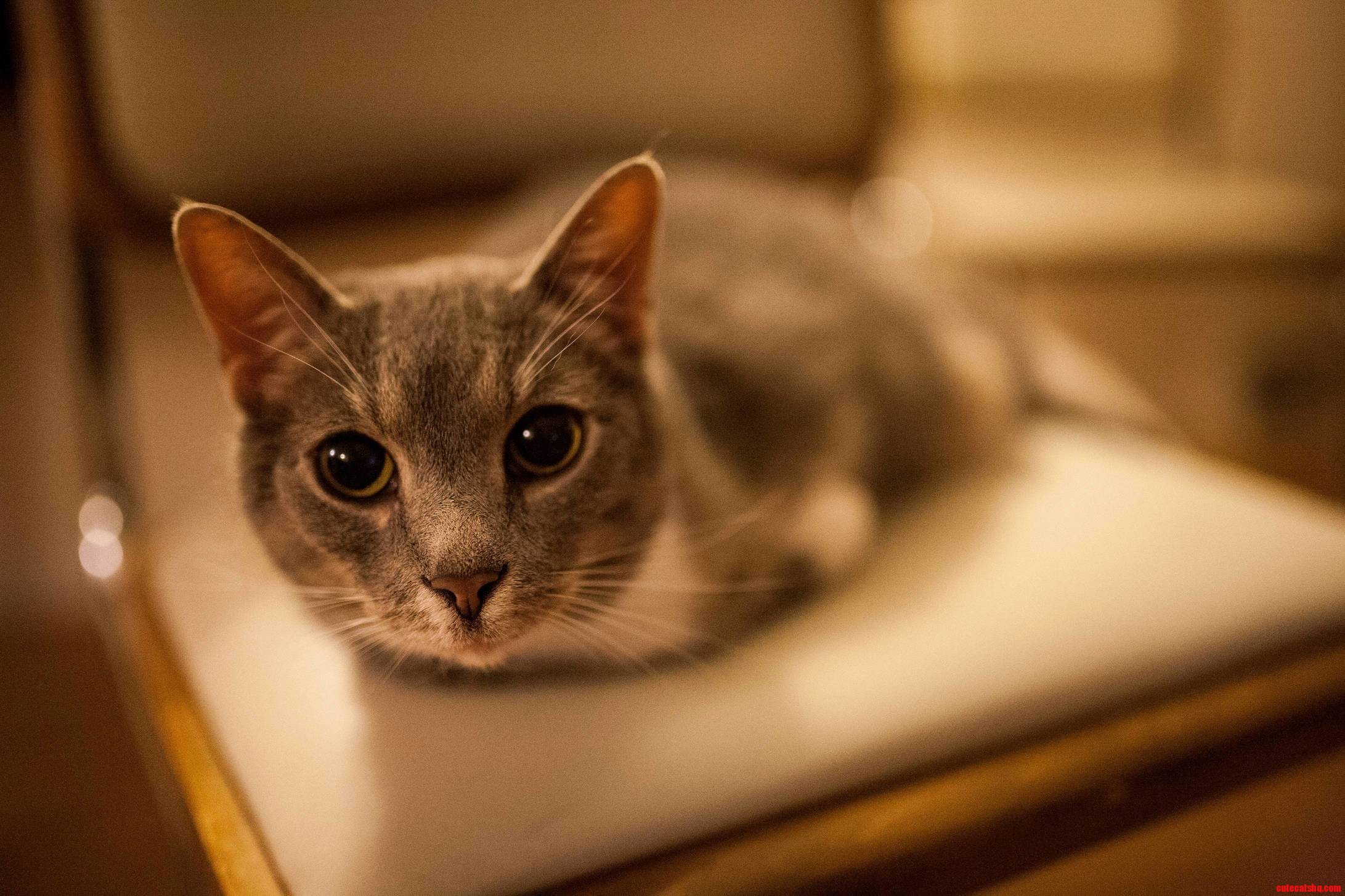 I Meet This Three-armed Cutie This Weekend