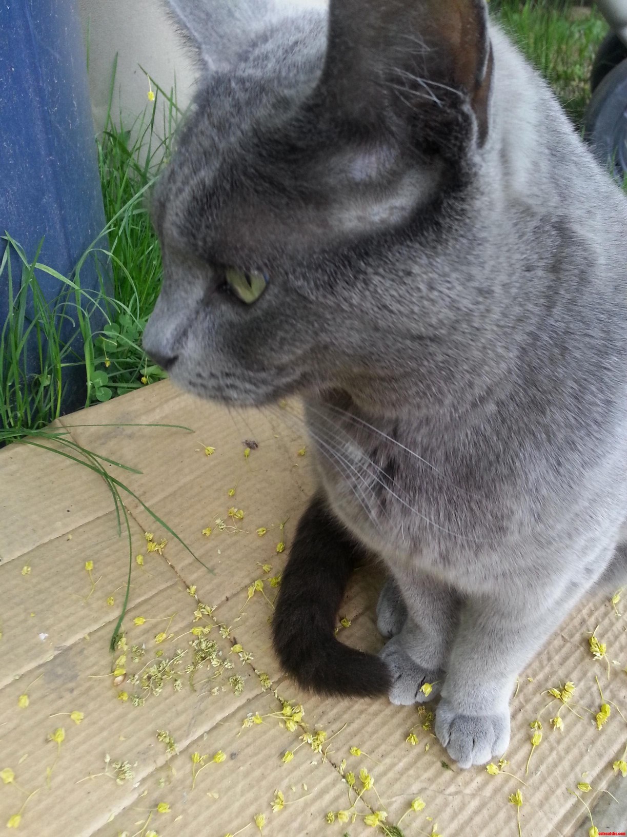 I Think the Pollen Is Getting to My Cat.