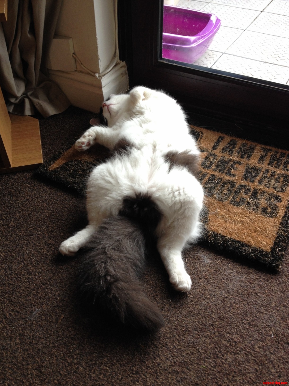 I Was Told They Were Graceful Creatures. There Was Snoring Involved.