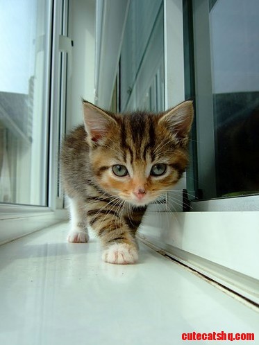 I Will Escape the Humans...