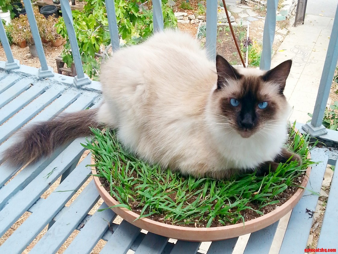 If I Can Nibble on It Might As Well Sit on It Too