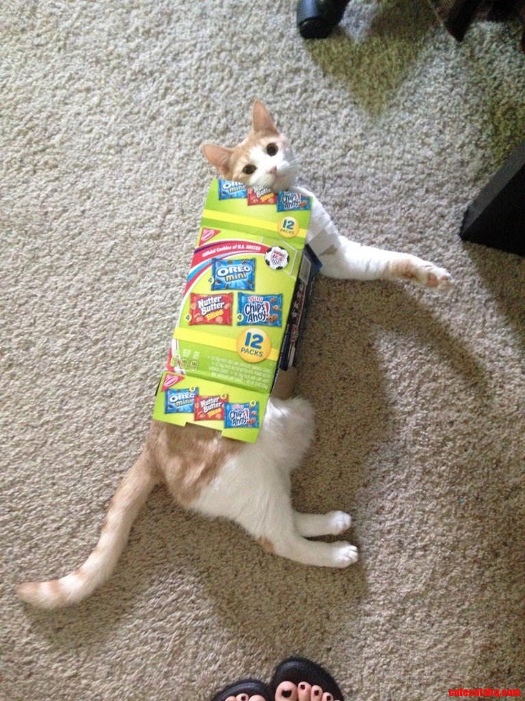 If I Fits.