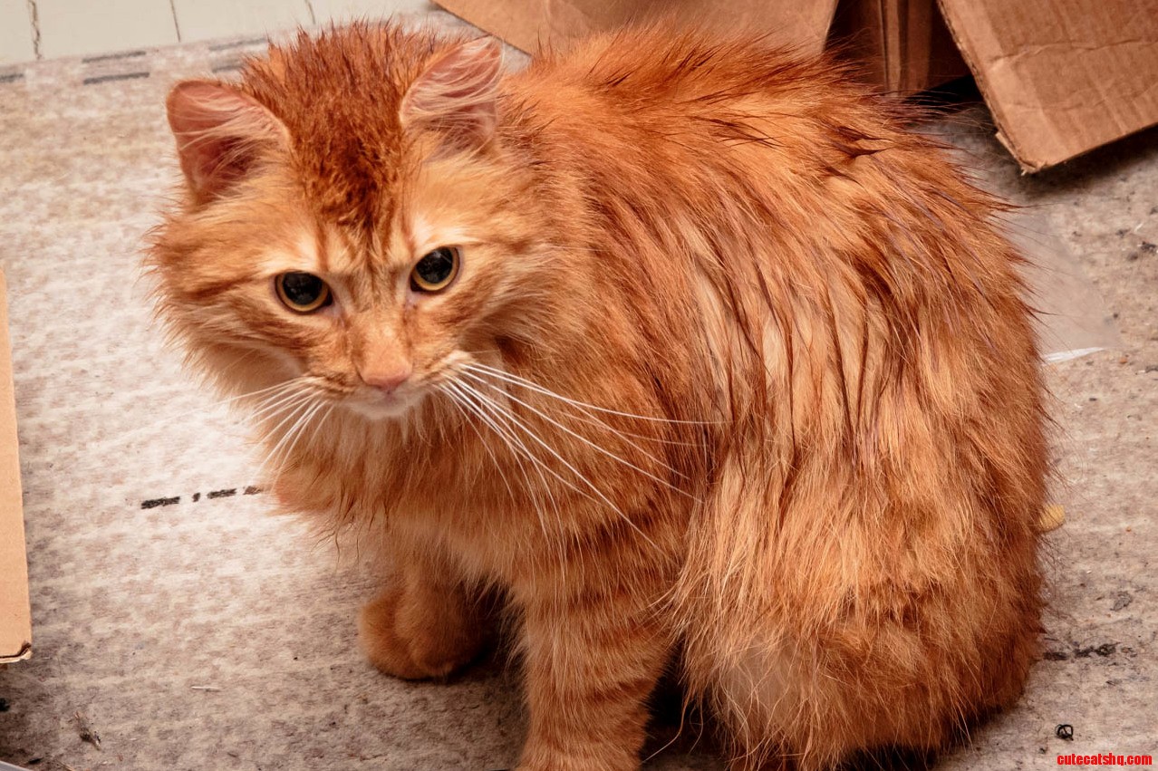 Its Always Lovely to Welcome a Soaking Wet Cat Home. Loveliness Not Guaranteed