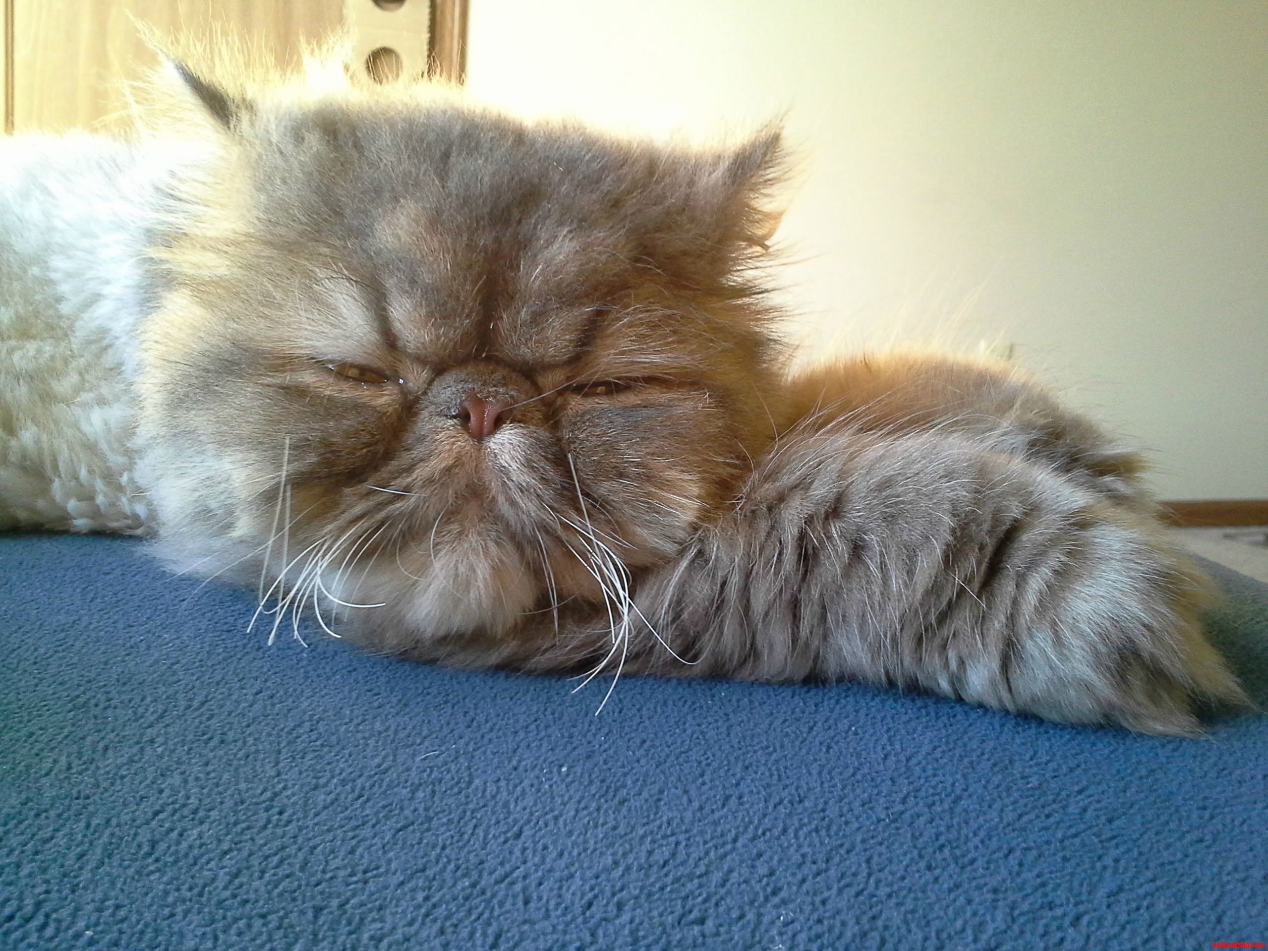 Its Perpetually Nap Time.