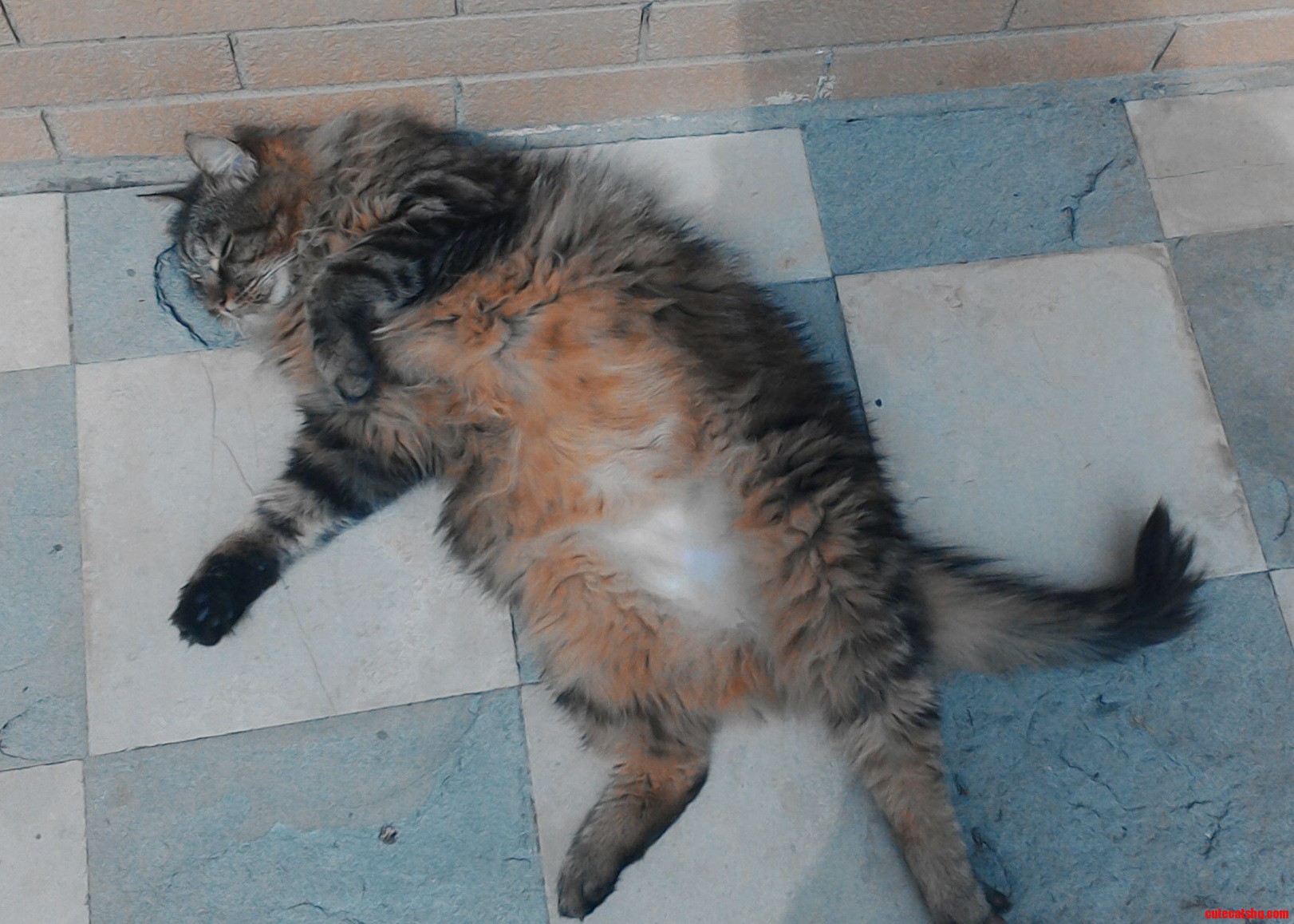 Its Time for a Belly Rub Humans.