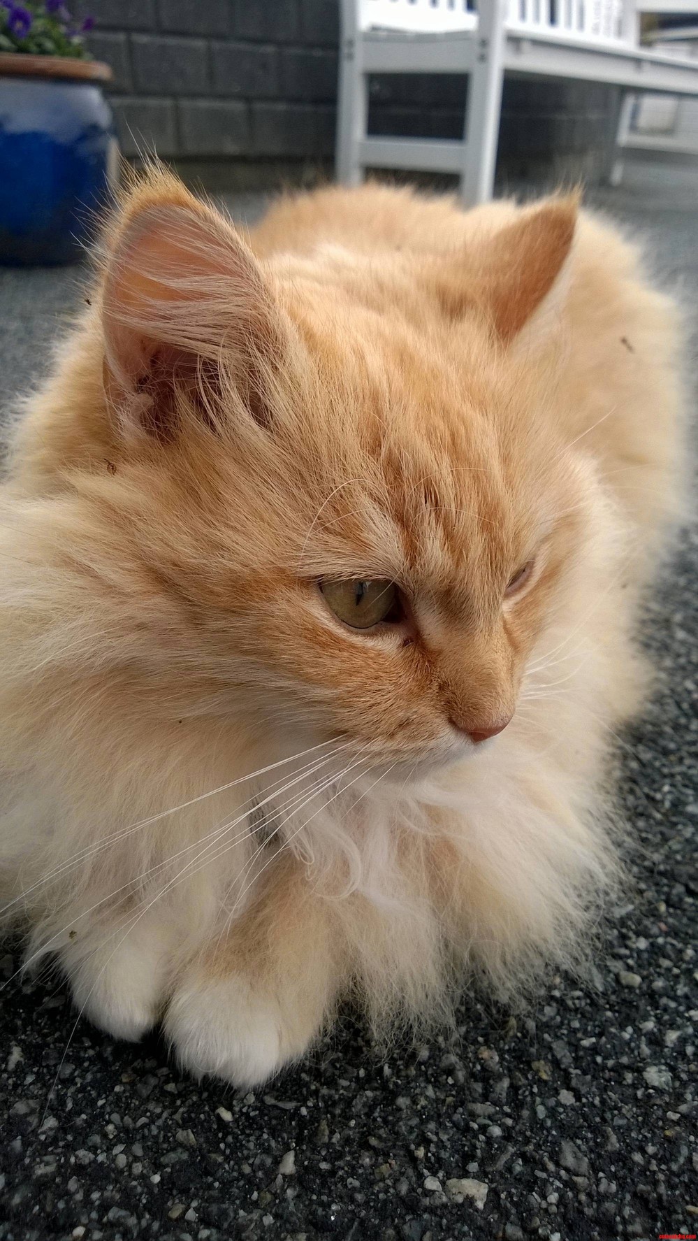 Just Had to Take a Picture When I Saw This Beautiful Cat Laying on the Ground