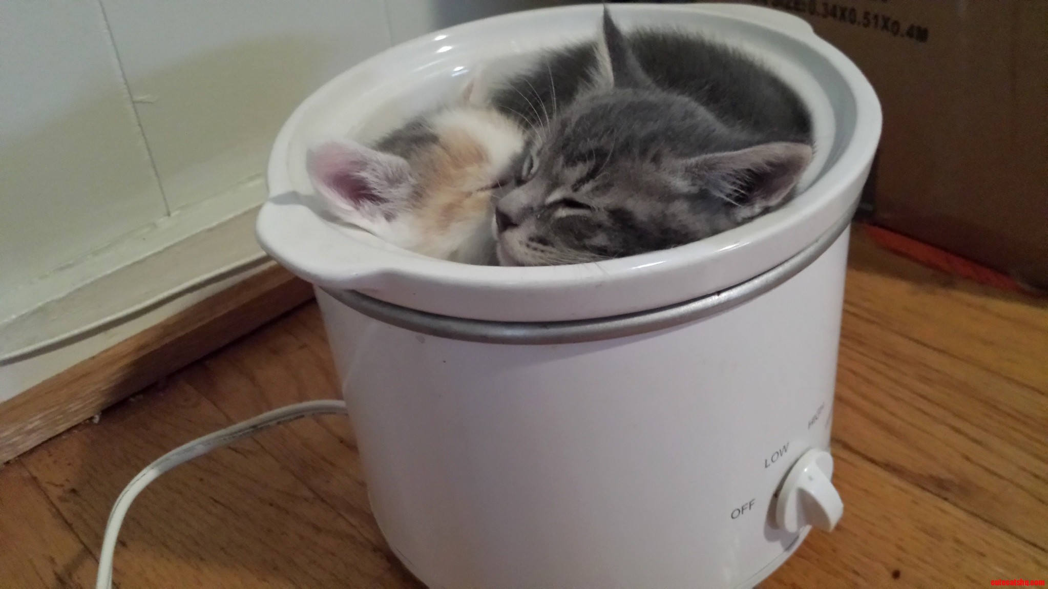 Kitten Stew