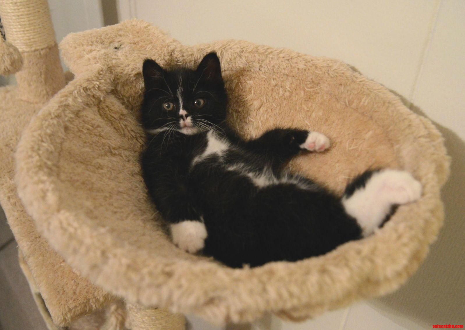 Kitty 3