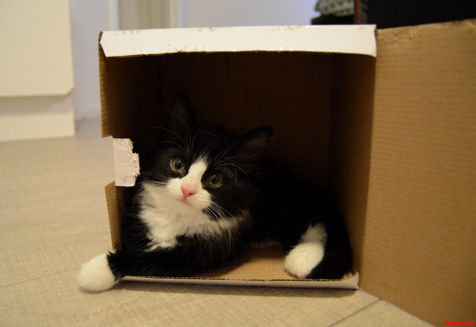 Kitty in a Box