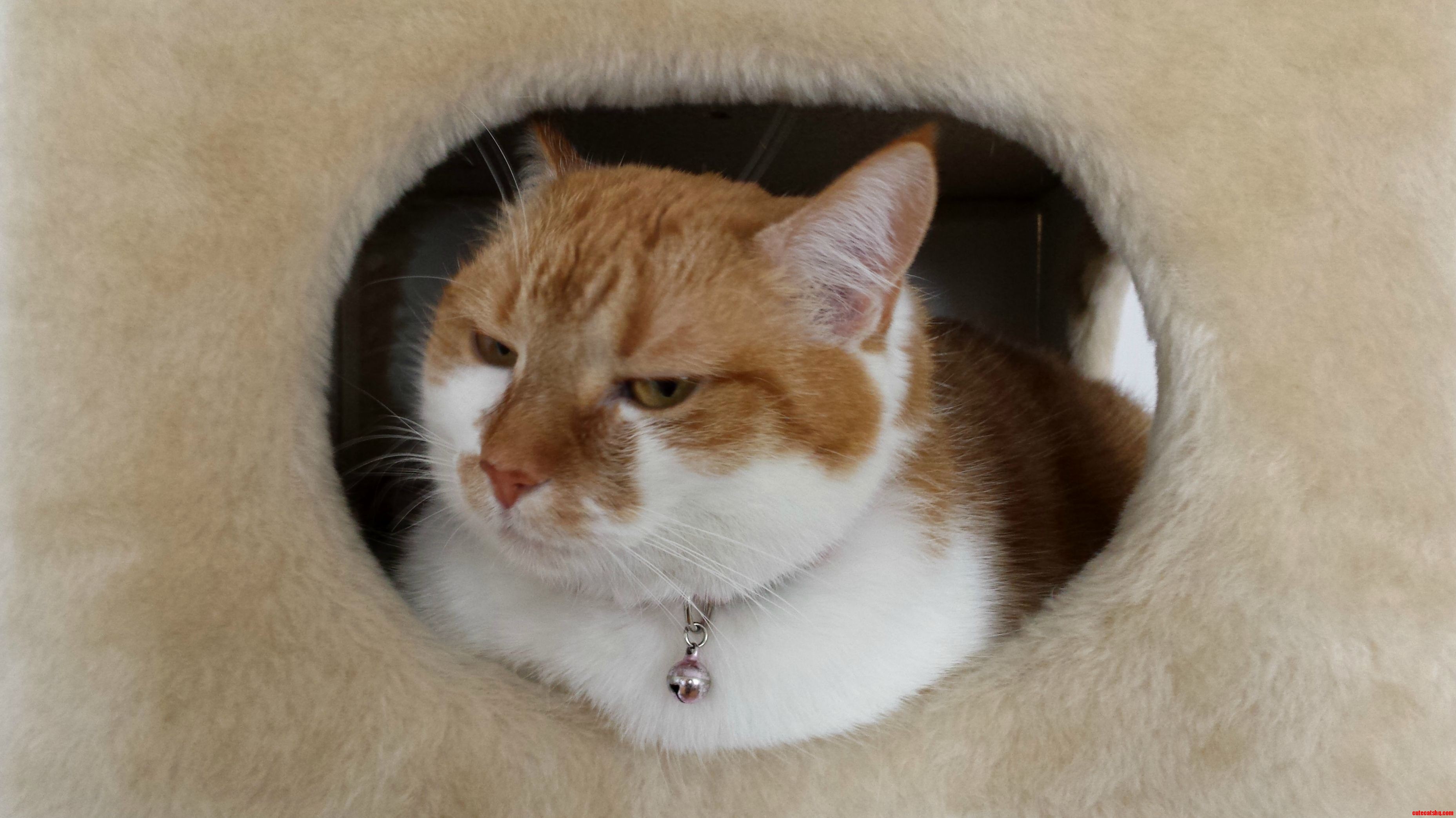 Kluska Dumpling Displays Slight Dissatisfaction at Me Invading Her Personal Fluffy Cube of Ultimate Chill.