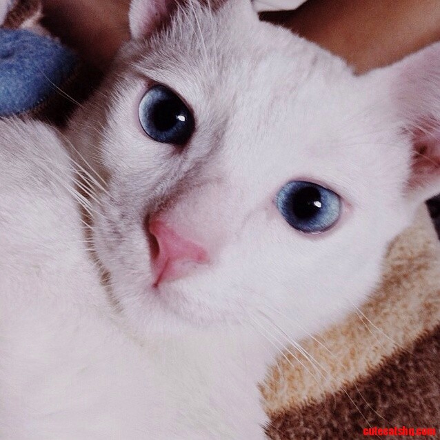 Ladies Check Meow-t.
