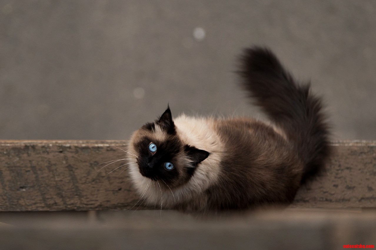 Last Night I Looked Over My Balcony and Shot My Downstairs Neighours Rag Doll Cat.