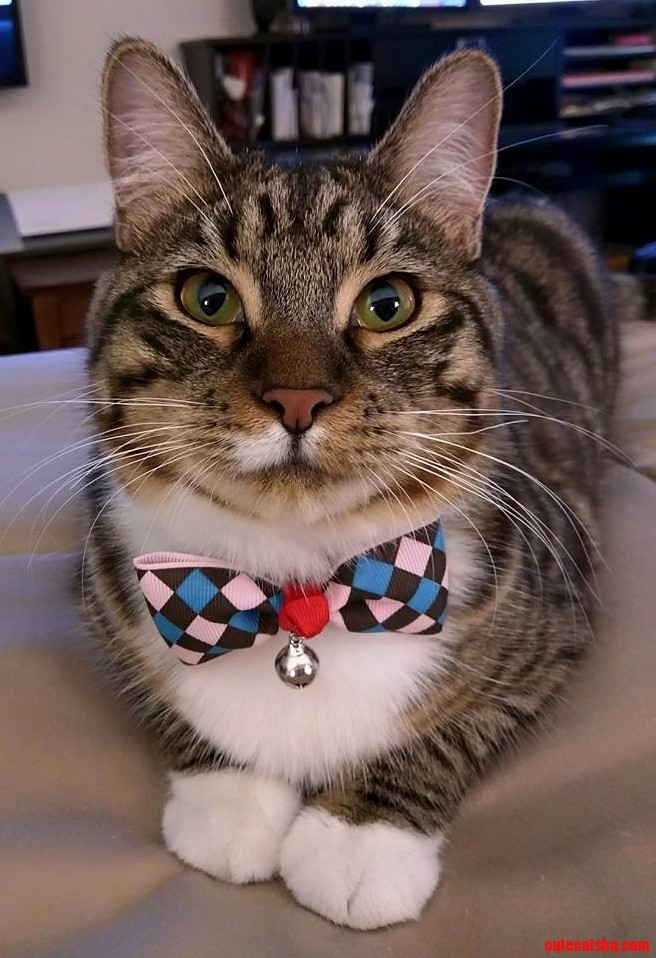 Leo Looks Spiffy Wearing His New Bowtie