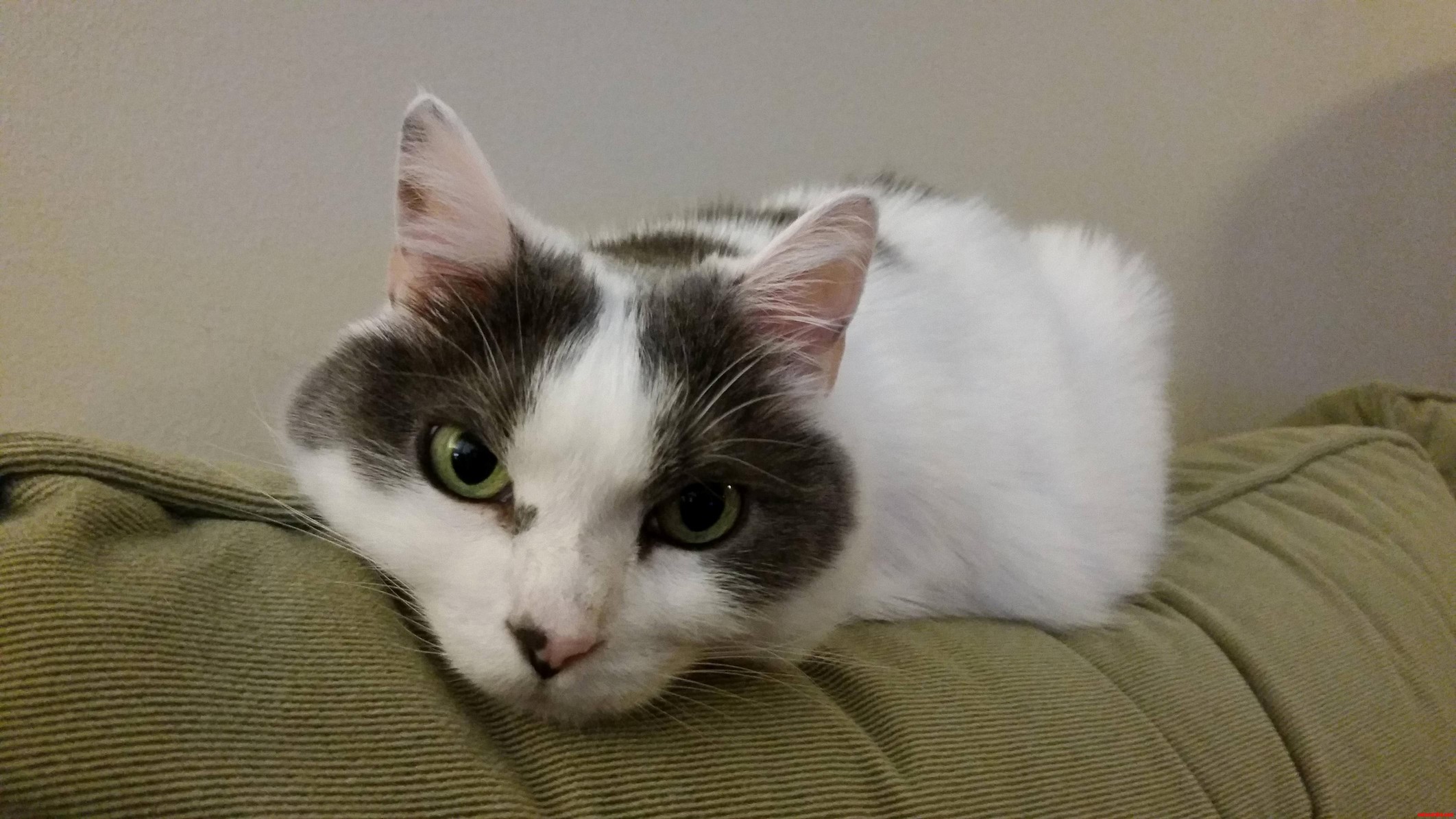 Little Miss Pea Sophia Debuting on . This Is the Face That Dreams Are Made Of.